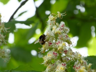BirdsBeesFlowersTrees apr18 11
