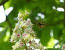 BirdsBeesFlowersTrees apr18 14