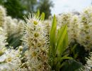 BirdsBeesFlowersTrees apr18 16