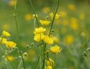 BirdsBeesFlowersTrees apr18 20