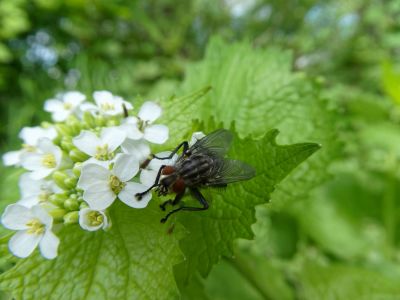BirdsBeesFlowersTrees apr18 21