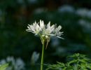 BirdsBeesFlowersTrees apr18 22