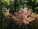 BirdsBeesFlowersTrees apr18 24