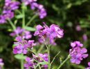 BirdsBeesFlowersTrees apr18 26