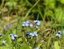 BirdsBeesFlowersTrees apr18 36