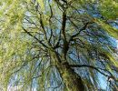 BirdsBeesFlowersTrees apr18 38