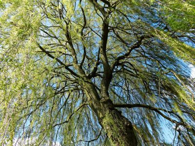 BirdsBeesFlowersTrees apr18 38