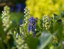 BirdsBeesFlowersTrees apr18 40