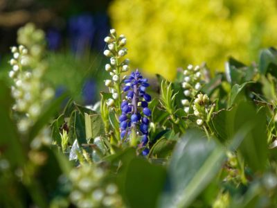 BirdsBeesFlowersTrees apr18 40