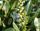 BirdsBeesFlowersTrees apr18 42