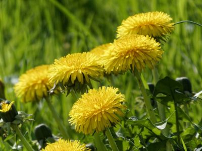 BirdsBeesFlowersTrees apr18 44