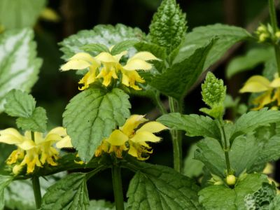 BirdsBeesFlowersTrees apr18 53