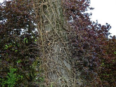 BirdsBeesFlowersTrees apr18 54