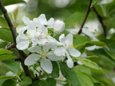 BirdsBeesFlowersTrees apr18 55