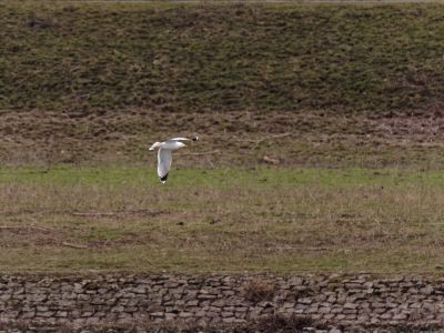 Lobberdense mrt21 35