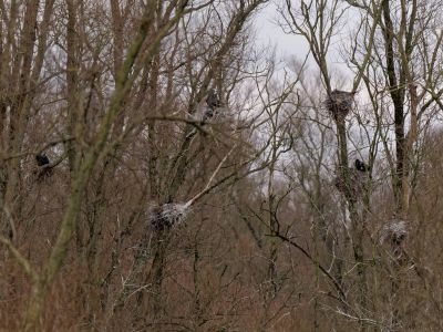 Lobberdense mrt21 36