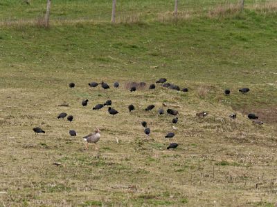 Lobberdense mrt21 37