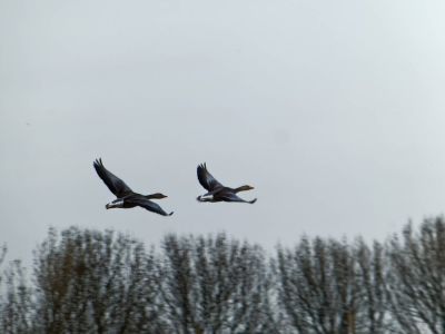VerdronkenLeuvenTZ80 apr18 03