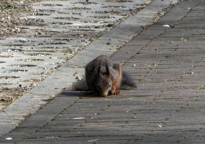 Lucky Shots: Eekhoorn - Apr18