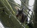 Squirrel apr18 02