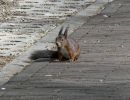 Squirrel apr18 06