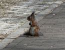 Squirrel apr18 07