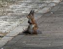 Squirrel apr18 08