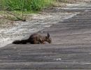 Squirrel apr18 09