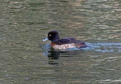 Park Sonsbeek - Mrt18