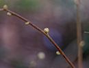 SignsOfSpring feb18 04