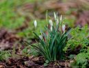 SignsOfSpring feb18 05