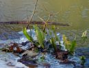 SignsOfSpring feb18 06
