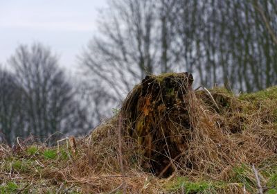 Urban Wild Winter - Feb18