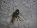 BirthOfSpiders feb18 01