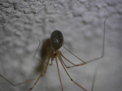 BirthOfSpiders feb18 01