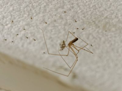 BirthOfSpiders feb18 02