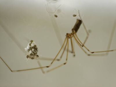 BirthOfSpiders feb18 04