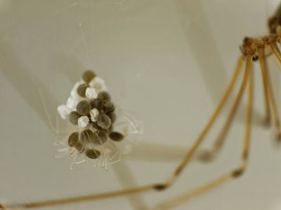 BirthOfSpiders feb18 08