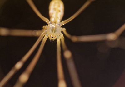 Itsy Bitsy Spider - Dec17