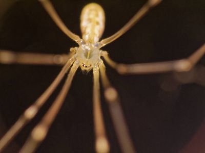 ItsyBitsySpider dec17 01