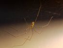 ItsyBitsySpider dec17 02
