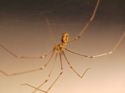 ItsyBitsySpider dec17 03