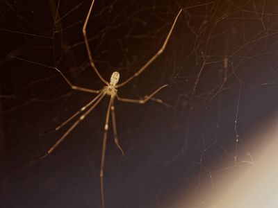 ItsyBitsySpider dec17 04