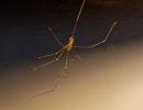 ItsyBitsySpider dec17 05