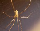 ItsyBitsySpider dec17 06