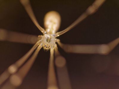 ItsyBitsySpider dec17 07