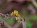 SignsOfSpring feb18 13