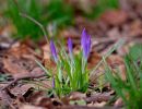 SignsOfSpring feb18 15