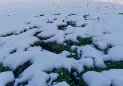 Winter in het Park - Dec17