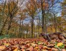 Byvanck nov20 15